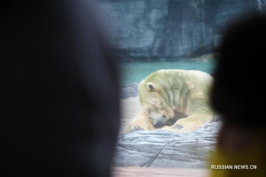В Сингапуре умер первый в мире белый медведь, родившийся в тропиках