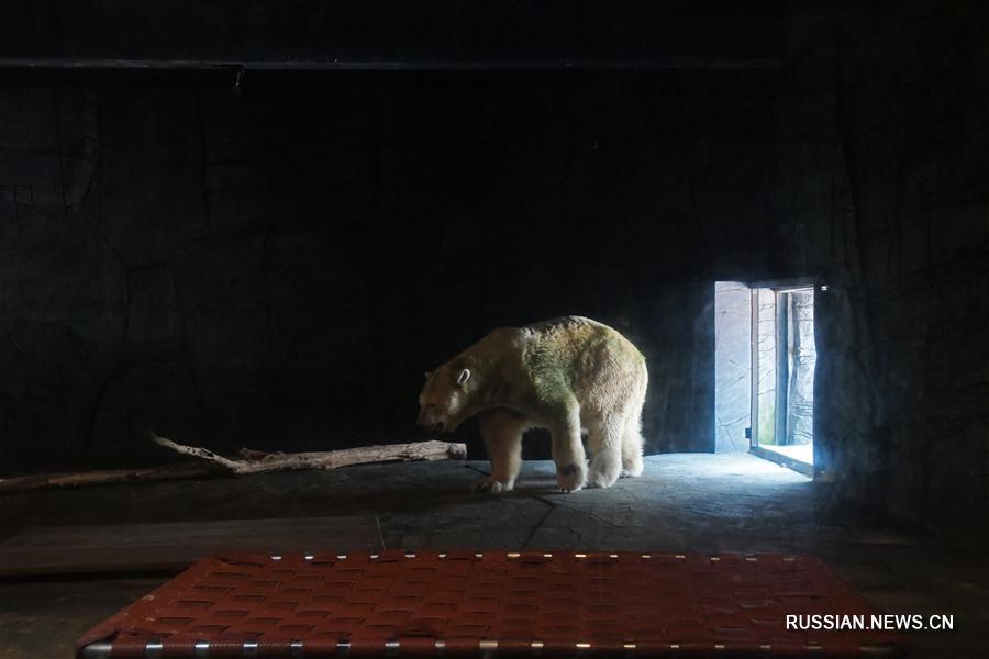 В Сингапуре умер первый в мире белый медведь, родившийся в тропиках