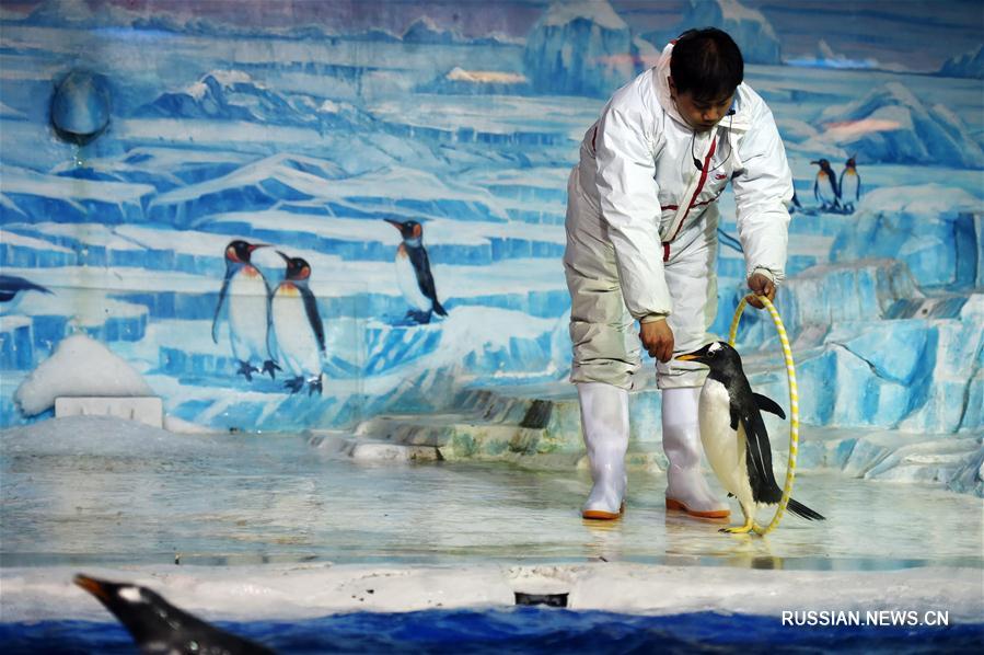Премьера "Пингвиньей комедии" в Харбинском полярном океанариуме