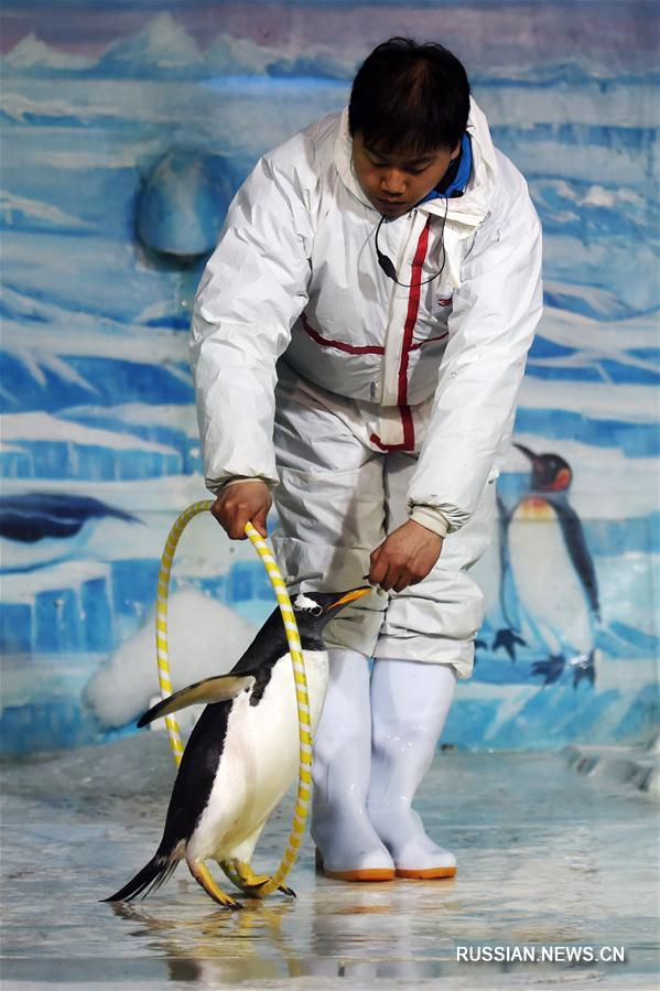 Премьера "Пингвиньей комедии" в Харбинском полярном океанариуме
