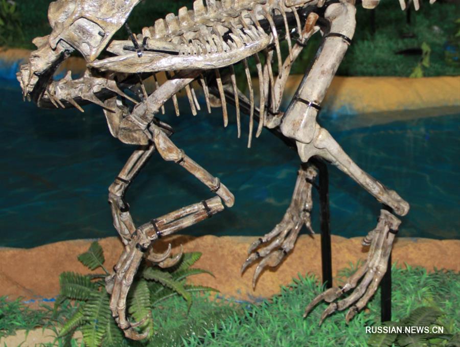 Обнаруженный в провинции Шаньдун вид динозавров получил имя