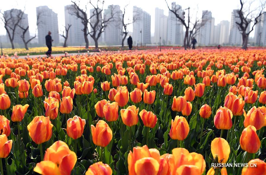 Миллион тюльпанов зацвел в уезде Юнцзин