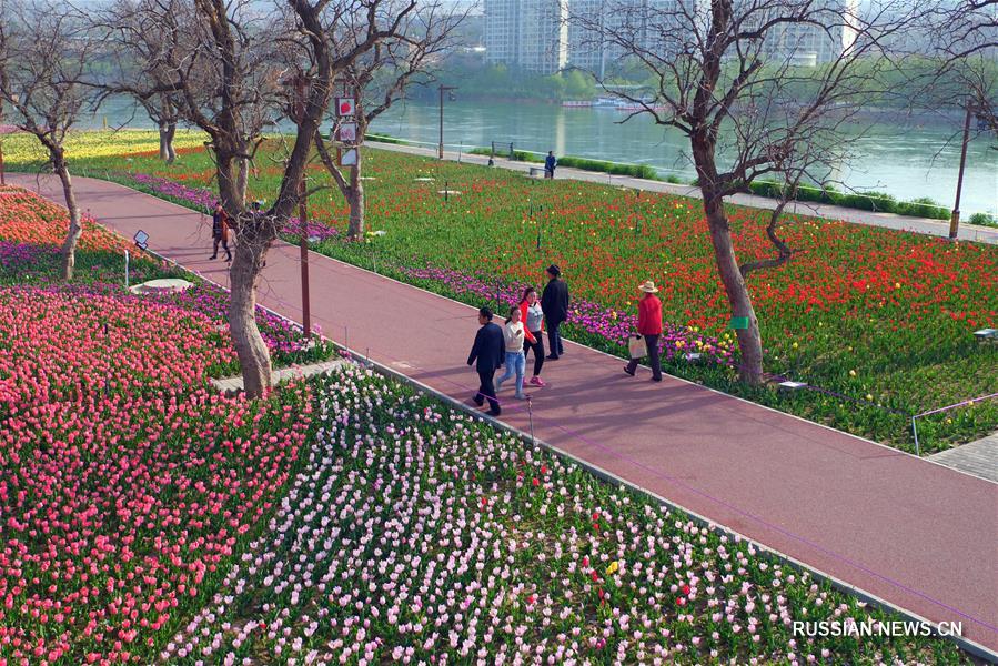 Миллион тюльпанов зацвел в уезде Юнцзин