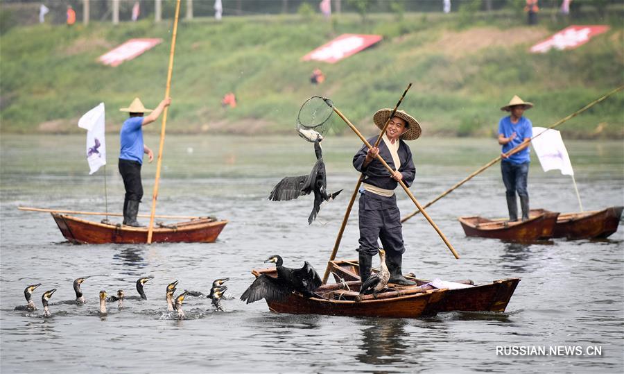 Фольклорно-культурный фестиваль рыбной ловли с бакланами в поселке Куайгоу