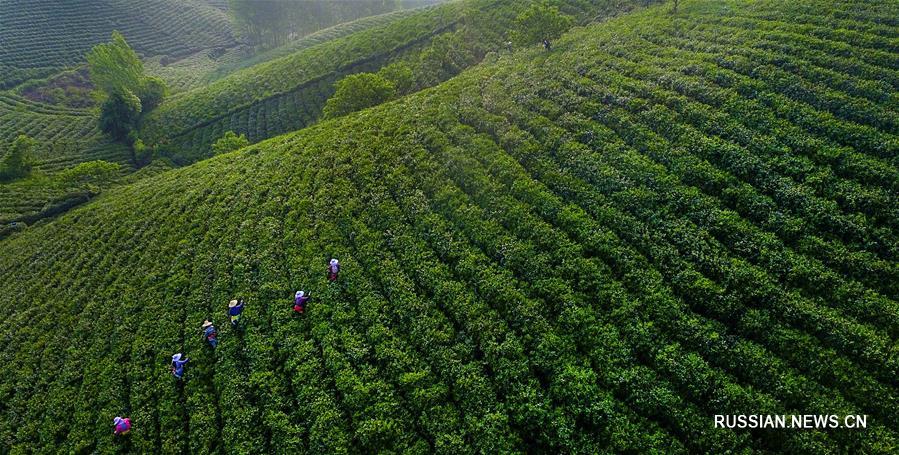 "Золотой" блеск зеленых чайных гор в поселке Шихэган