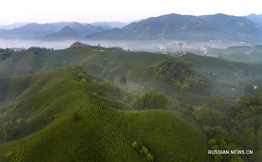 "Золотой" блеск зеленых чайных гор в поселке Шихэган