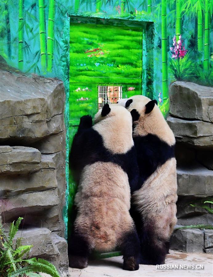 Большие панды Сынянь и Сыюньюнь готовятся к первой встрече с жителями Сямэня
