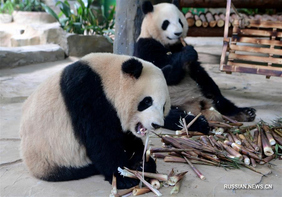 Большие панды Сынянь и Сыюньюнь готовятся к первой встрече с жителями Сямэня