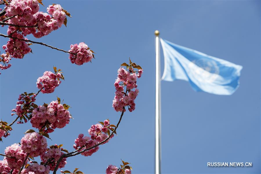 Цветение сакуры у штаб-квартиры ООН