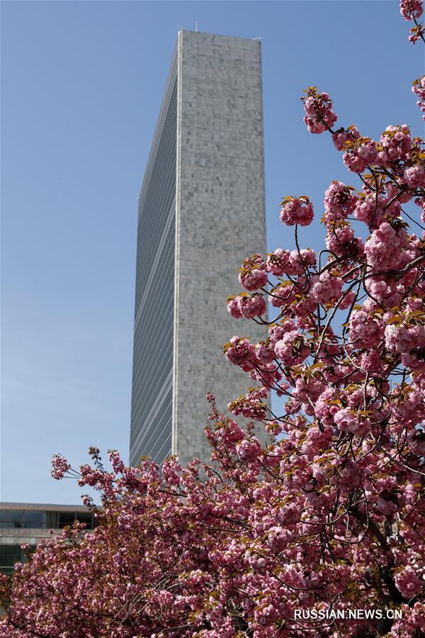 Цветение сакуры у штаб-квартиры ООН