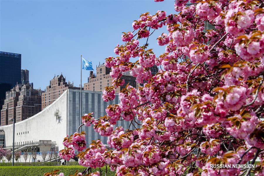 Цветение сакуры у штаб-квартиры ООН