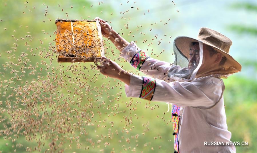 Развитие пчеловодческого кооператива в провинции Хубэй