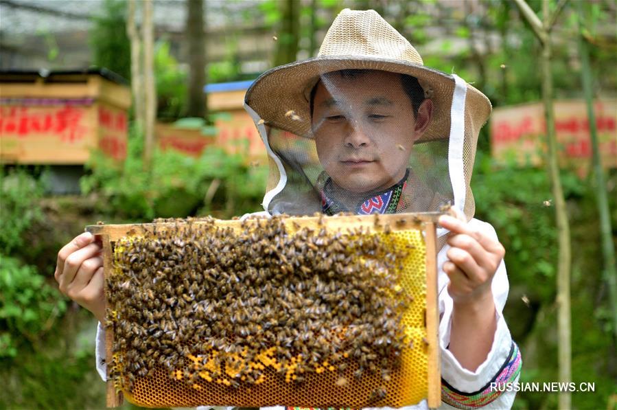 Развитие пчеловодческого кооператива в провинции Хубэй