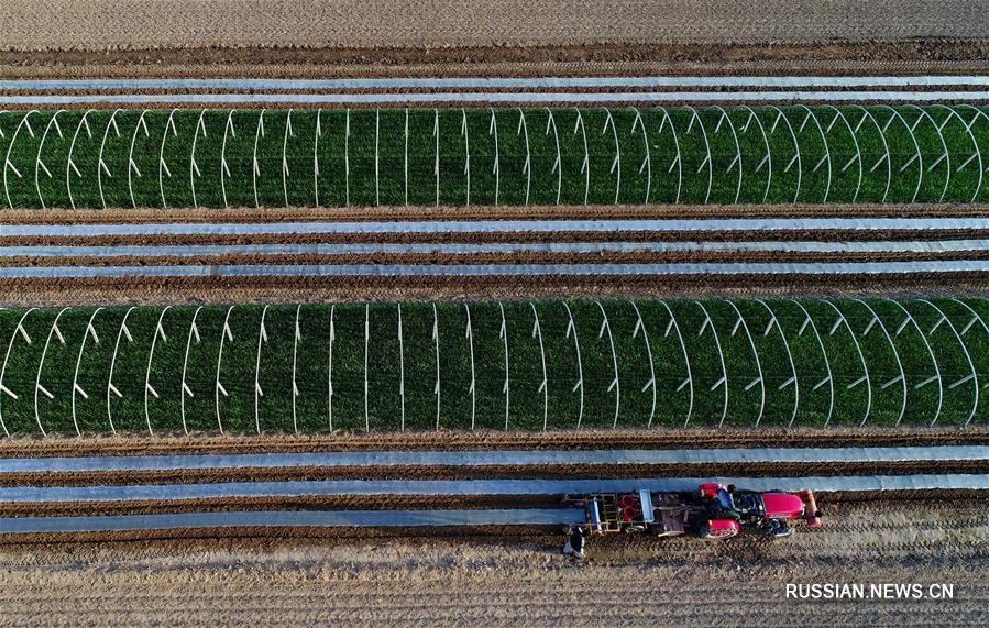 Полевые работы поздней весны в уезде Лаотин