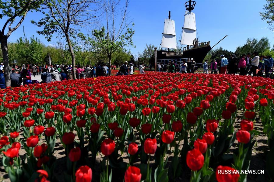 Миллион цветущих тюльпанов в Чанчуньском парке