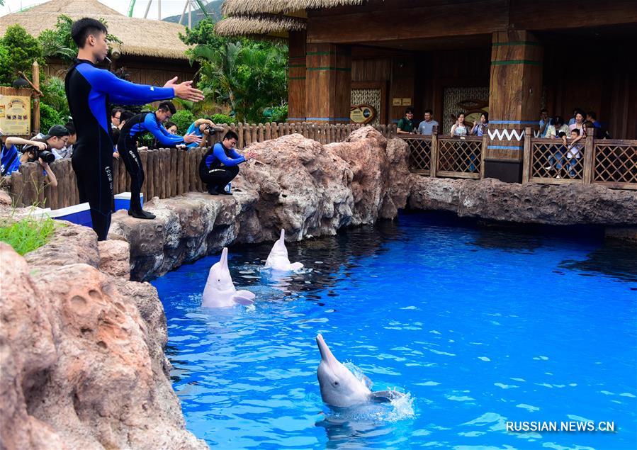 Первый Общенациональный день распространения информации о защите китайских белых дельфинов прошел в провинции Гуандун
