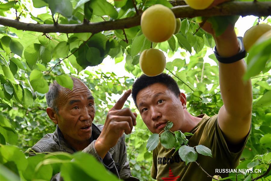 Сбор абрикосов в провинции Шаньси