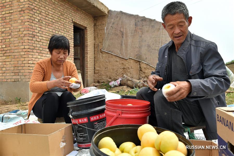 Сбор абрикосов в провинции Шаньси