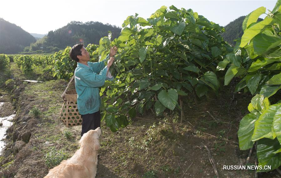 Развитие современного шелководства в уезде Чуньань
