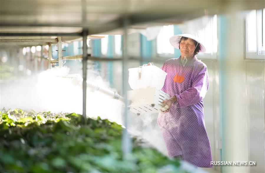 Развитие современного шелководства в уезде Чуньань