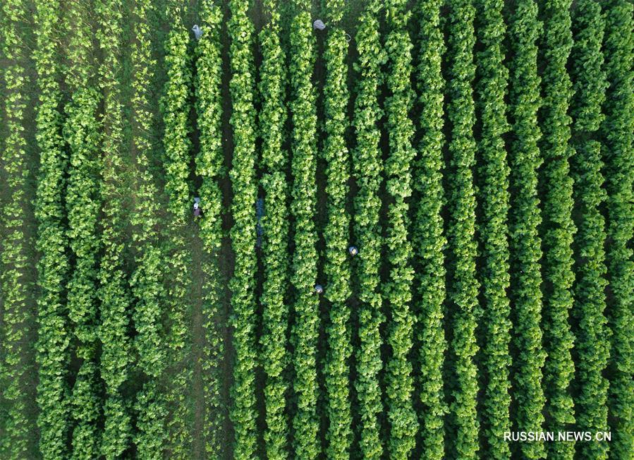 Развитие современного шелководства в уезде Чуньань