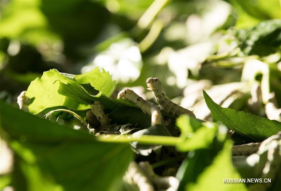 Развитие современного шелководства в уезде Чуньань