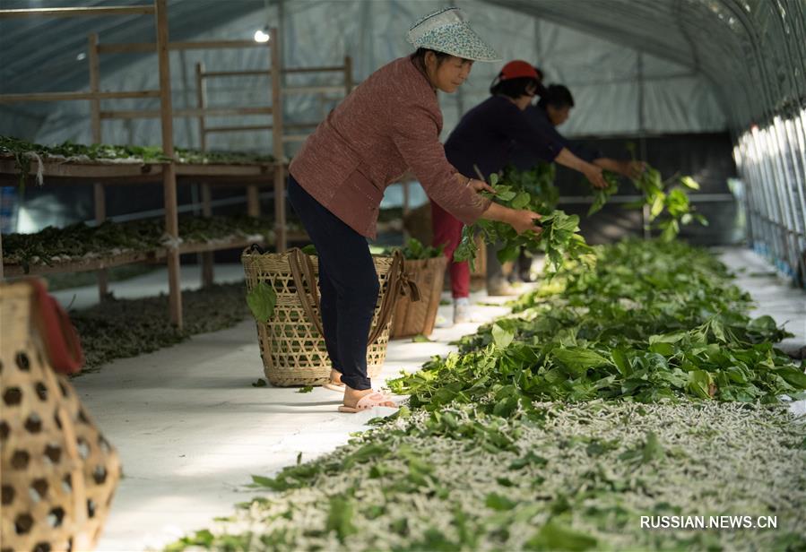 Развитие современного шелководства в уезде Чуньань