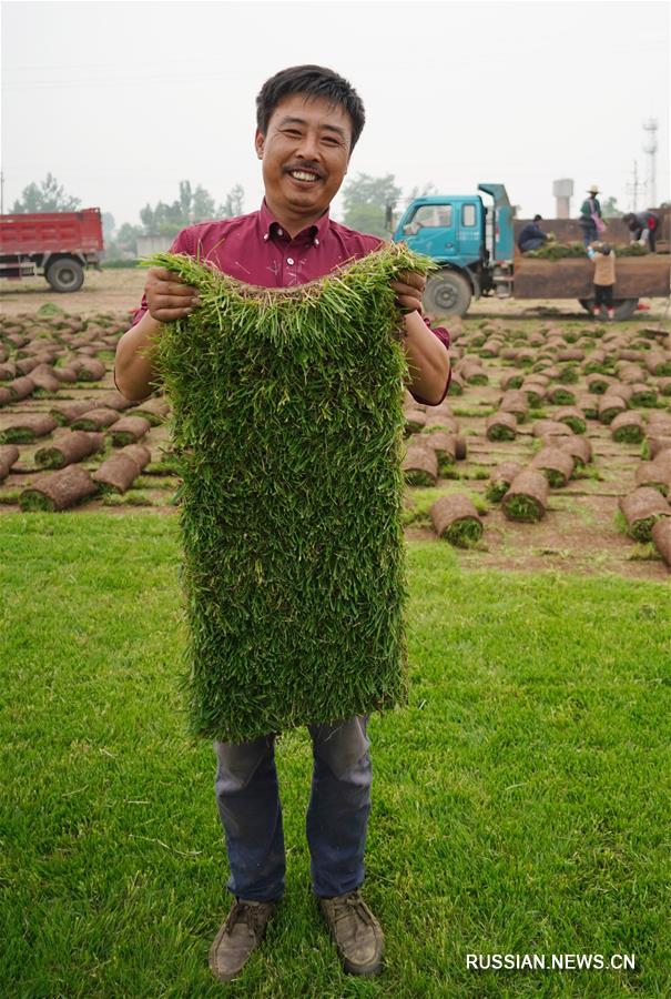 Производство газонной травы в Сиане