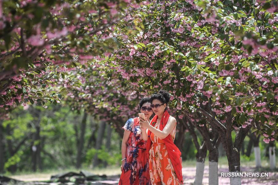 Цветущий вишневый сад в Даляне