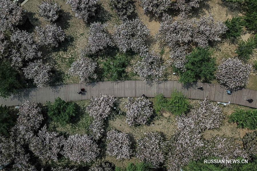 Цветущий вишневый сад в Даляне