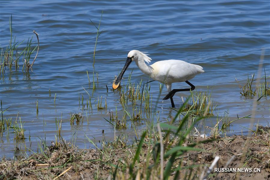 Озеро Улан-Сухай -- рай для перелетных птиц