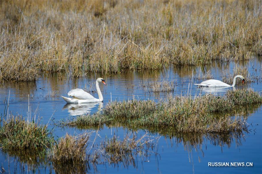 Озеро Улан-Сухай -- рай для перелетных птиц
