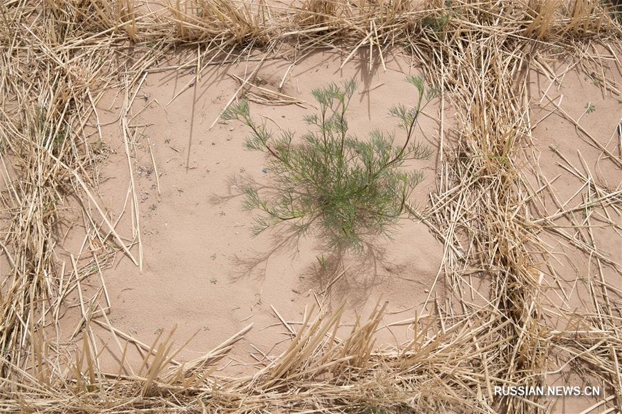 В Шапотоу закончилась установка лизиметрической системы моделирования водного баланса в пустынных районах