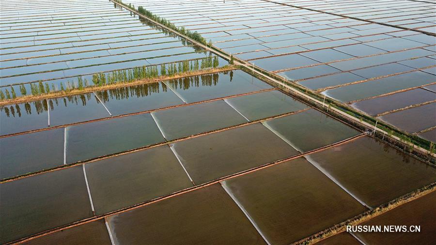 Заливные рисовые поля на берегах Хуанхэ