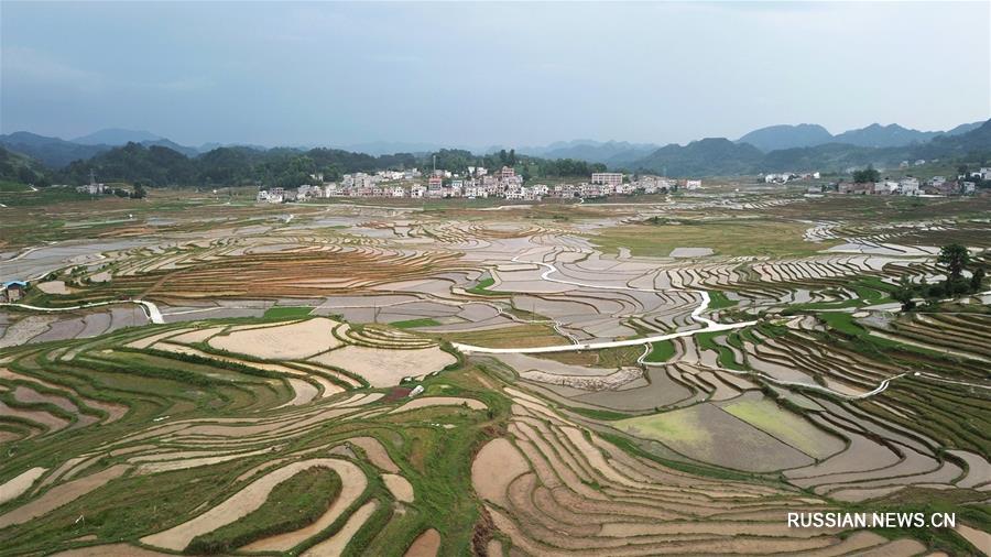 Бапинские террасные поля после дождя