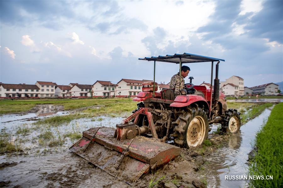 Посадка риса на северо-западе Китая
