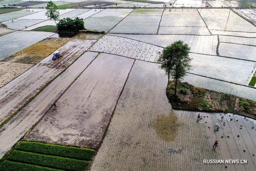 Посадка риса на северо-западе Китая