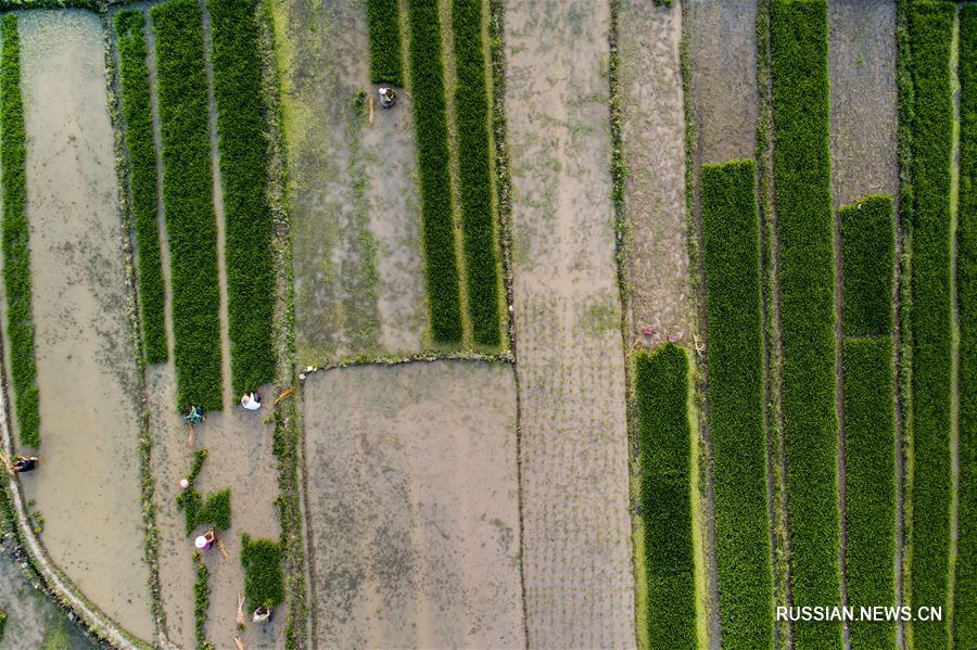 Посадка риса на северо-западе Китая