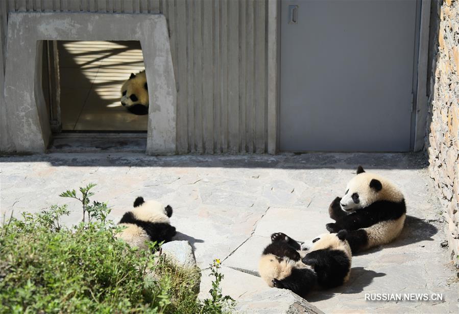 База "Шэньшупин" -- "детский сад" для бамбуковых медведей