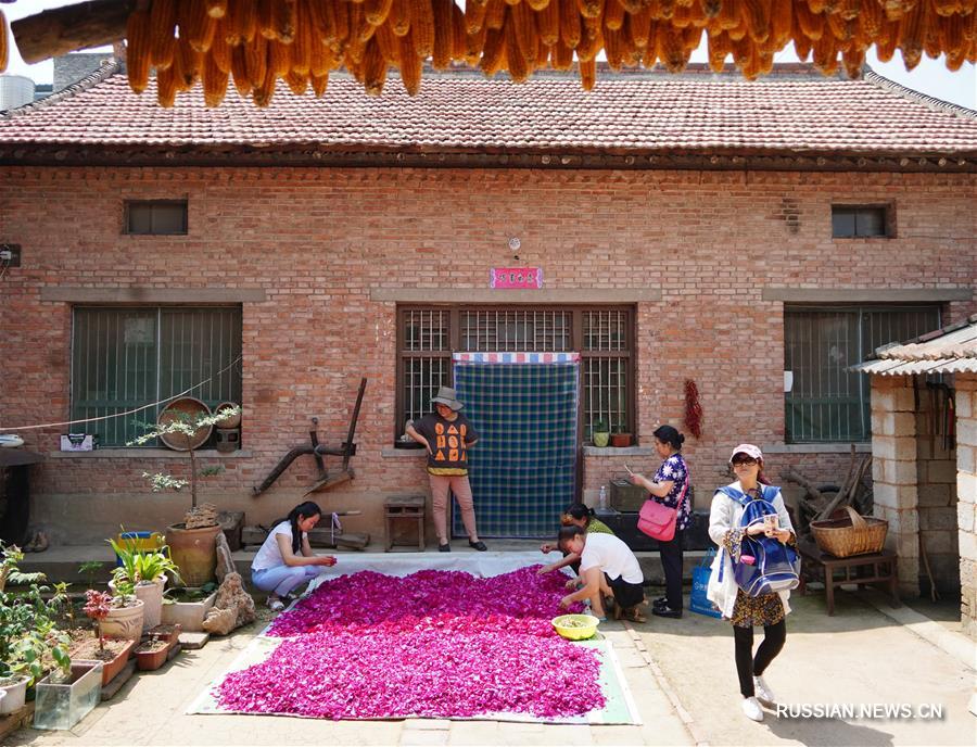 Сбор пищевых роз в деревне Тайпин