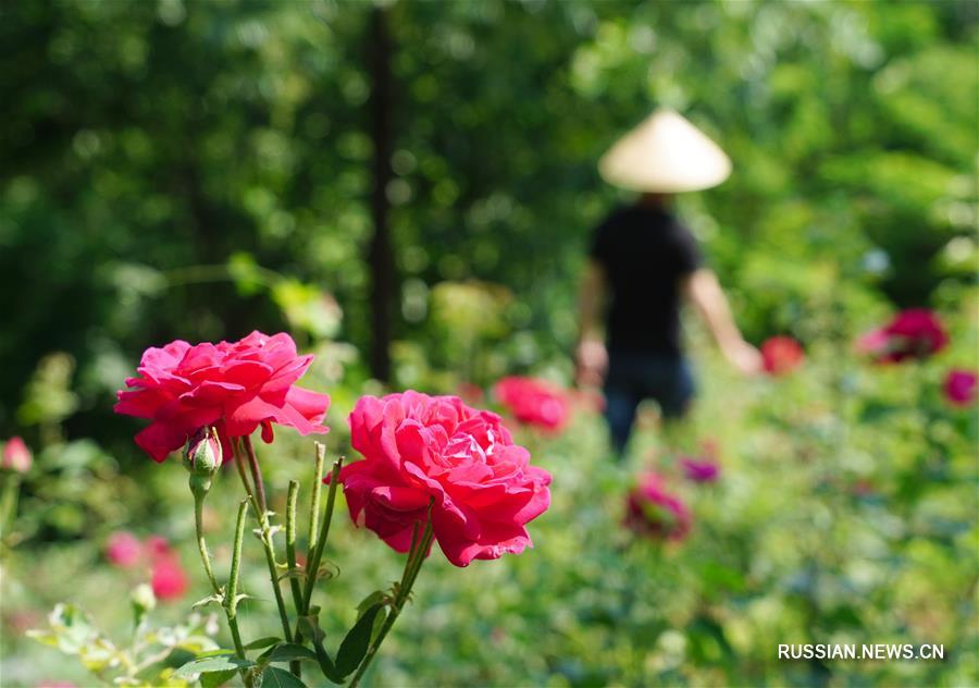 Сбор пищевых роз в деревне Тайпин