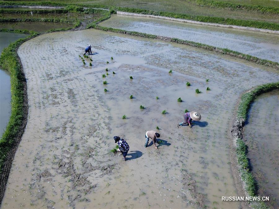 Работа на рисовых полях в уезде Юйцин