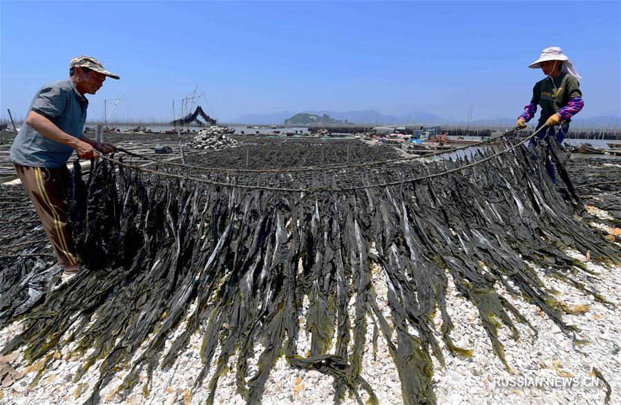 Свежий урожай морской капусты в уезде Сяпу