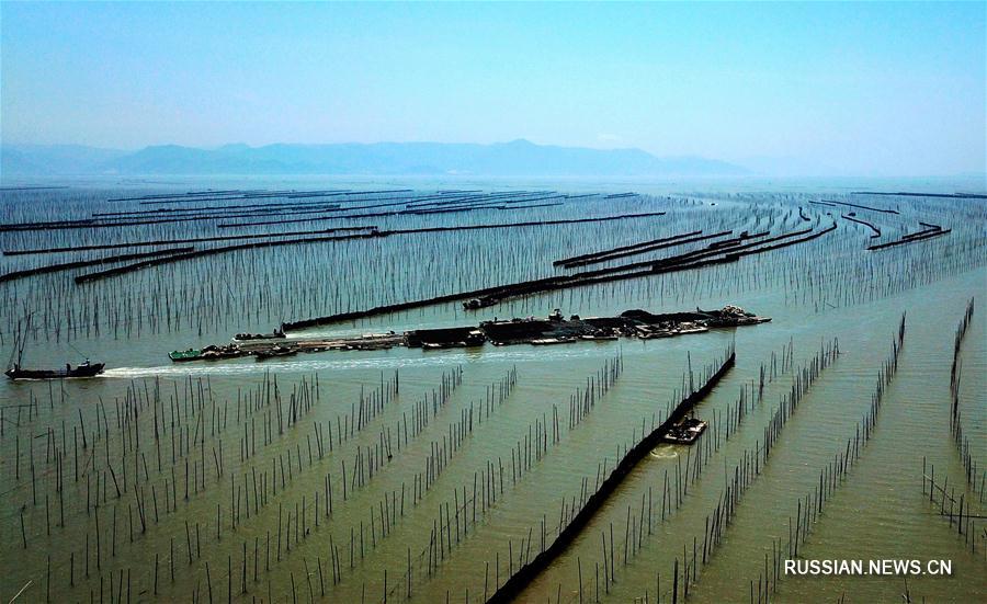 Свежий урожай морской капусты в уезде Сяпу