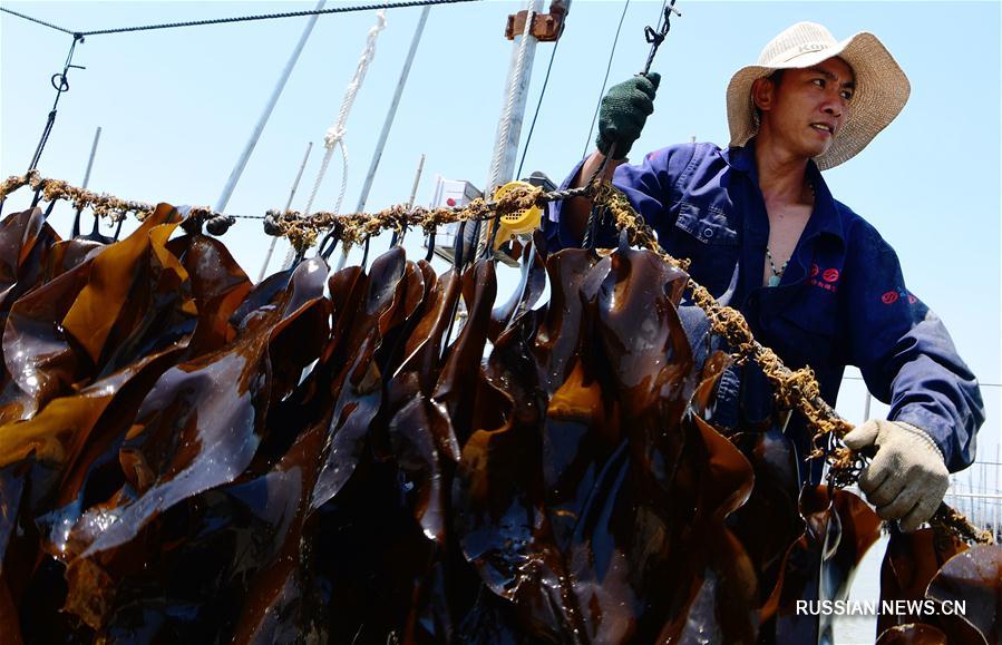 Свежий урожай морской капусты в уезде Сяпу