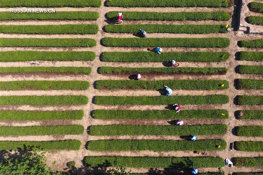 Сбор урожая чая в провинции Шаньдун