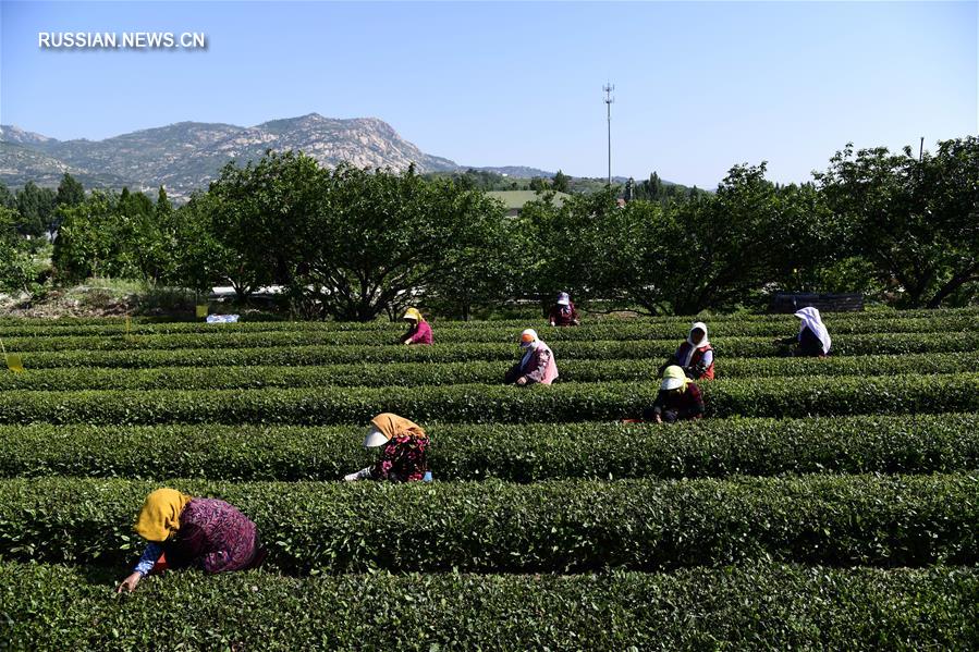 Сбор урожая чая в провинции Шаньдун