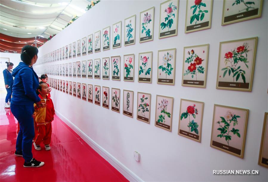 Розы открыли путь к процветанию в провинции Шаньдун