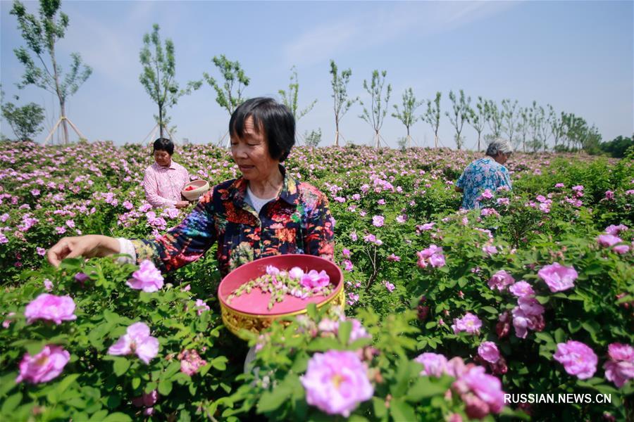 Розы открыли путь к процветанию в провинции Шаньдун