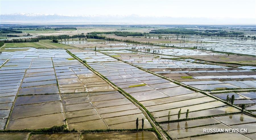 Рисовые поля в Синьцзян-Уйгурском АР